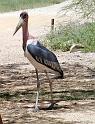 Maribu Stork